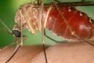 Rio confirma mais duas mortes por febre do Oropouche