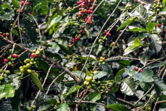 Safra de café deve crescer 2,7% e chegar a 56 milhões de sacas em 2025