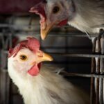 Teste descarta gripe aviária em trabalhador de Montenegro no RS