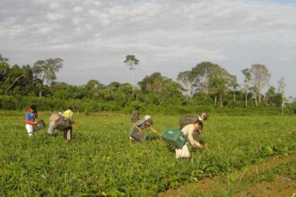 CMN reduz para R$ 200 mil limite de enquadramento no Proagro