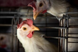Goiás confirma 1º caso de gripe aviária em galinhas criadas em quintal