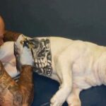 Governo sanciona lei que proíbe tatuagens e piercings em cães e gatos