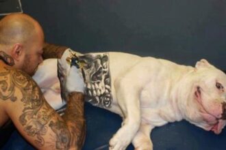 Governo sanciona lei que proíbe tatuagens e piercings em cães e gatos