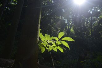 Sesc São Paulo tem programação especial na Semana do Meio Ambiente