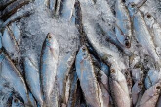 Abipesca pede crédito emergencial para reduzir impacto do tarifaço