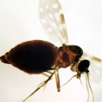 Antes restrita à Amazônia, febre oropouche se espalha pelo país