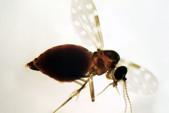 Antes restrita à Amazônia, febre oropouche se espalha pelo país