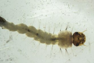 Brasil inaugura maior biofábrica do mundo de mosquitos “do bem”