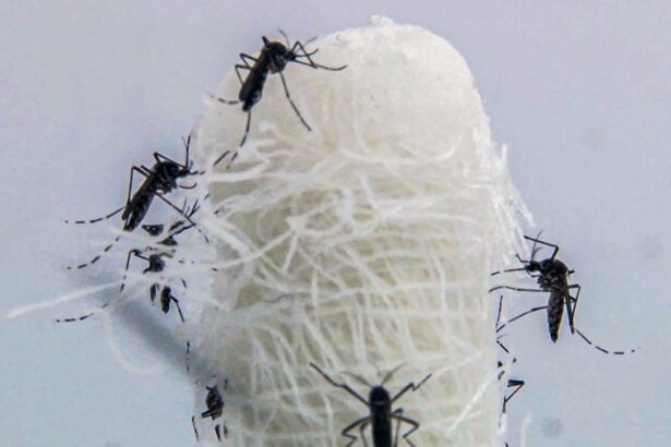 Capital paulista tem queda de 90,5% nos casos confirmados de dengue