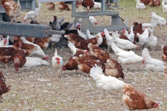 Ceará registra foco de gripe aviária em criação doméstica