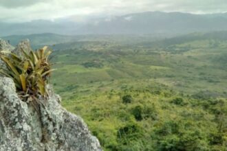 Pesquisador indígena cataloga 150 plantas medicinais de seu território