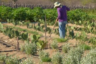 Rendimento de trabalhador rural sobe 5,5% no 1º trimestre