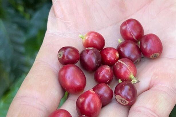 China habilita 183 empresas brasileiras a exportar café para o país