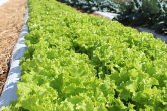 Embrapa inaugura Unidade Mista de Pesquisa e Inovação em Mato Grosso