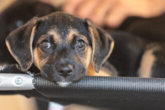 Governo abre consulta pública sobre genéricos e similares veterinários