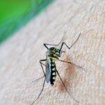 OMS: dengue é indicador da relação mudanças climáticas e arboviroses