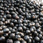 China facilita exportação de polpas e frutas congeladas brasileiras