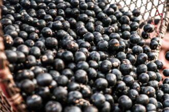 China facilita exportação de polpas e frutas congeladas brasileiras