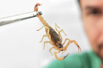 Crianças são mais vulneráveis a envenenamento por picada de escorpião