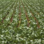 Entenda impasse entre bancada do agro e governo sobre dívidas rurais