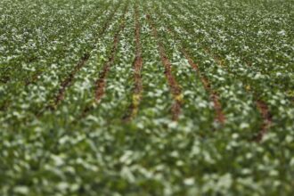 Entenda impasse entre bancada do agro e governo sobre dívidas rurais