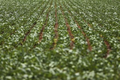 Entenda impasse entre bancada do agro e governo sobre dívidas rurais