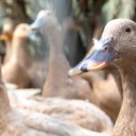 Entidades defendem projeto que proíbe alimentação forçada de animais