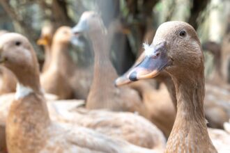 Entidades defendem projeto que proíbe alimentação forçada de animais