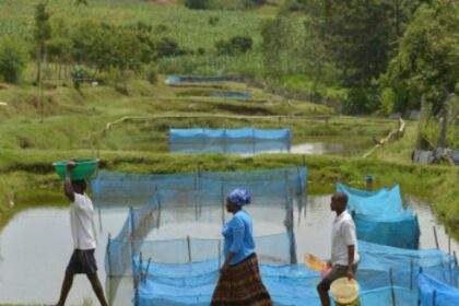 Estudo alerta para avanço de bactéria em criações de peixes