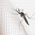 Cidades do noroeste de SP têm maior incidência de casos de dengue
