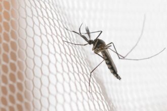 Cidades do noroeste de SP têm maior incidência de casos de dengue