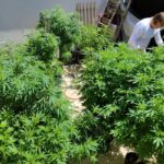 Feira em Fortaleza defende políticas sobre drogas com justiça social
