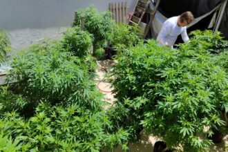 Feira em Fortaleza defende políticas sobre drogas com justiça social
