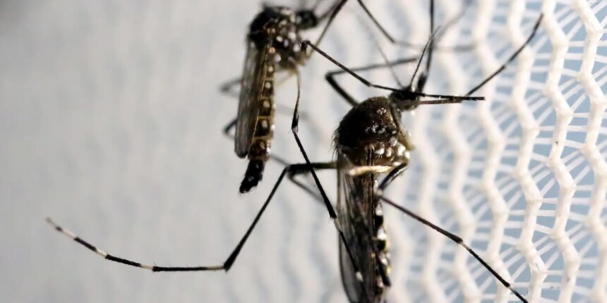 Aedes aegypti: quase metade dos municípios está em alerta ou risco