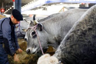 França registra 1º caso humano do vírus Shamonda que afeta animais